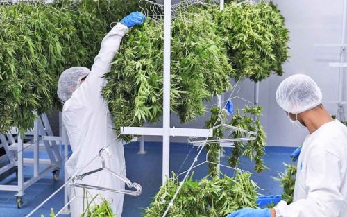 Cannabis en Argentina: el gobierno impulsa la investigación de sus usos medicinales