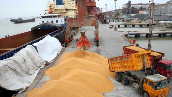 La soja sube 5% en Chicago en la apertura de la semana y llega a US$ 439